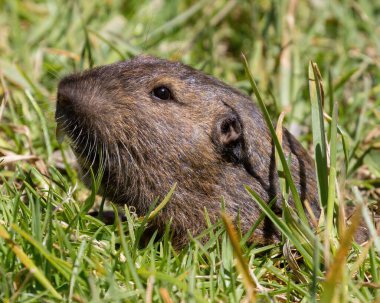 Botta 'nın Pocket Gopher' ı yuvasından çıkıyor. Cuesta Park, Mountain View, California.