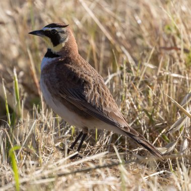 Horned Lark male foraging for seeds and insects. Sierra Vista Open Space Preserve, Santa Clara County, California. clipart