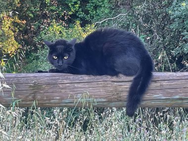 Black Cat in the Wild Kameraya bakıyor.