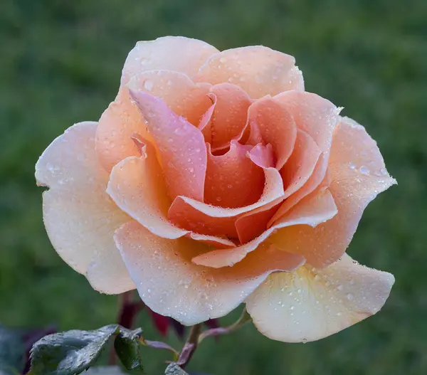 Brandy Apricot Blend Hybrid Tea Rose Bloom San Jose Municipal — स्टॉक फ़ोटो, इमेज
