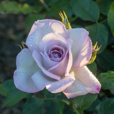 'Silver Lining' Floribunda Rose in Bloom. San Jose Municipal Rose Garden in San Jose, California. clipart