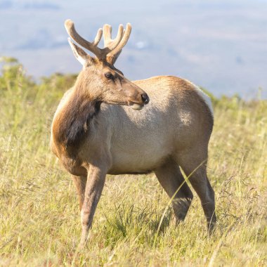 Tule Elk Buck at Tomales Point, Point Reyes National Seashore, Marin County, California, USA. clipart
