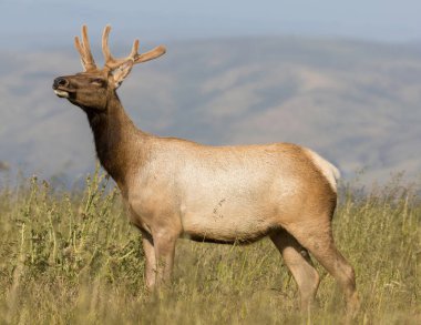 Tomales Point, Point Reyes National Seashore, Marin County, Kaliforniya 'da Tule Geyiği Buck..