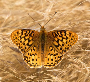 Callippe Fritillary kurak tilki kuyruğunda dinleniyor. Joseph D. Grant Şehir Parkı, Santa Clara County, Kaliforniya.