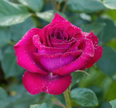 'Stiletto' Hybrid Tea Rose Bloom 'da. San Jose Belediye Gül Bahçesi, San Jose, California, ABD.