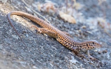 Kaliforniya Kırbaç Kertenkelesi, Yetişkin. Stevens Creek Park, Santa Clara County, California, ABD.