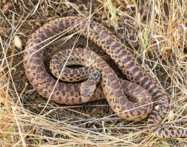 Pasifik Sincap Yılanı Yetişkin Savunma Duruşunda. Rancho San Antonio Açık Alan Koruma Alanı, Santa Clara County, Kaliforniya, ABD.