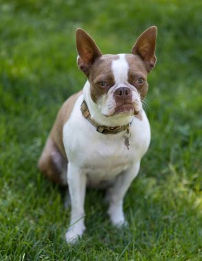 4 yaşında, Boston 'lı, kırmızı bir teriyer kadın. Oturuyor ve kameraya bakıyor. Kuzey Kaliforniya 'da tasmasız köpek parkı.
