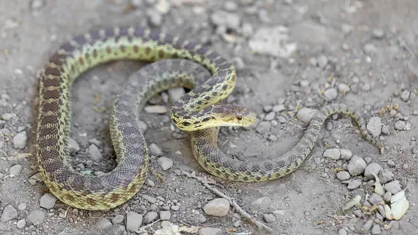 stock image Pacific Gopher Snake Adult in Defensive Posture. Stevens Creek County Park, Santa Clara County, California, USA.