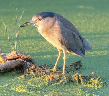 Black-crowned Night-Heron adult foraging at sundown. Sunnyvale WPCP Pond, Santa Clara County, California, USA. clipart