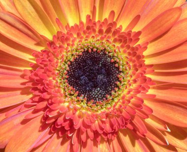 Patio Gerbera ya da Volkan Gerbera çiçek başlıklı merkez.