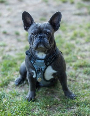 2 yaşında, Blue Brindle 'lı erkek, Fransız, otların üzerinde oturan ve kameraya bakan. Kuzey Kaliforniya 'daki tasmasız köpek parkı..