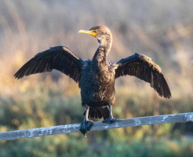 Double-crested Cormorant standing and drying off its wings. Moffett Bay, Santa Clara County, California. clipart