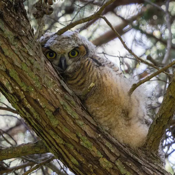 stock image Coastal Great Horned Owl, Juvenile. Golden Gate Park, San Francisco, California, USA.