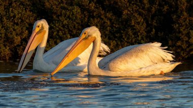 Amerikan Beyaz Pelikanları Sunset 'te Balık Tutuyor. Palo Alto Baylands, Santa Clara County, Kaliforniya, ABD.
