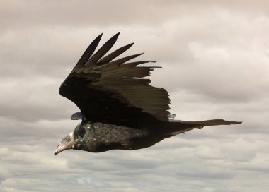 Turkey Vulture, Juvenile, Soaring. San Francisco Bay Area, California. clipart