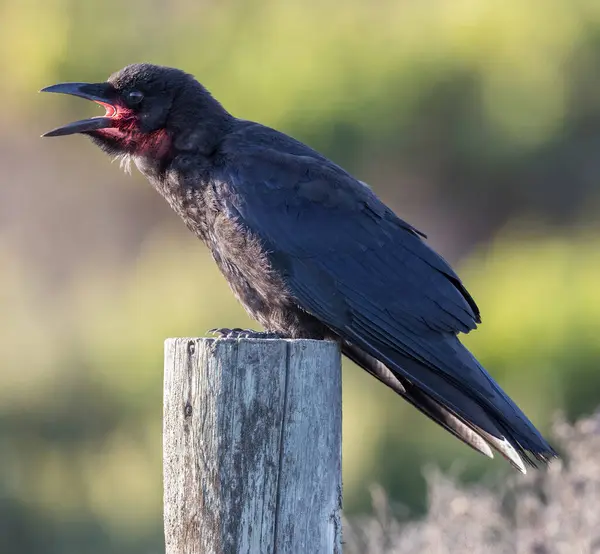 stock image American Crow Calling. Piedras Blancas, San Luis Obispo County, California, USA.