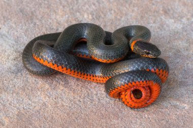 Pacific ring-necked snake in defensive posture. Stevens Creek County Park, Santa Clara County, California. clipart