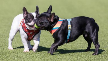 İki Fransız Bulldog topla oynuyor. Kuzey Kaliforniya 'da tasmasız köpek parkı.