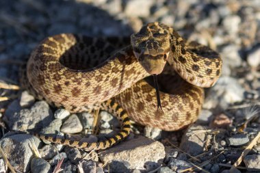 Pacific Gopher Snake juvenile in defensive posture. San Francisco Bay Trail, Sunnyvale, Santa Clara County, California, USA. clipart