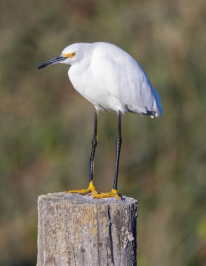 Snowy Egret, adult, perched on a log. San Francisco Bay Trail, Santa Clara County, California. clipart