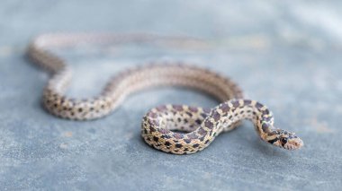 Pacific Gopher Snake juvenile slithering. San Francisco Bay Trail, Sunnyvale, Santa Clara County, California, USA. clipart