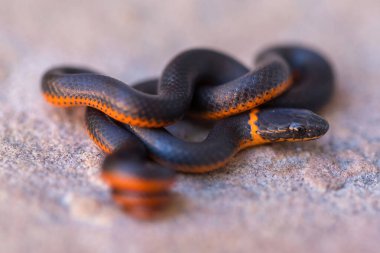 Pasifik halka boyunlu yılan savunma pozisyonunda. Stevens Creek Parkı, Santa Clara County, Kaliforniya.