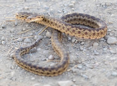 Pasifik Sincap Yılanı Yetişkin Savunma Duruşunda. Palo Alto Baylands, Santa Clara County, Kaliforniya, ABD.