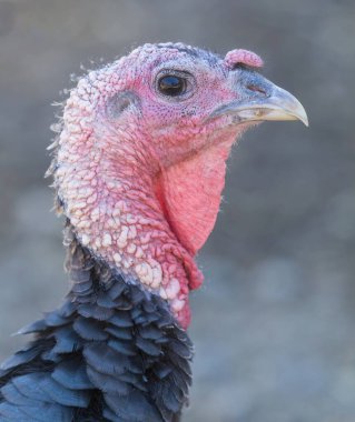 Geniş göğüslü bronz hindi kafası ve boğazı.