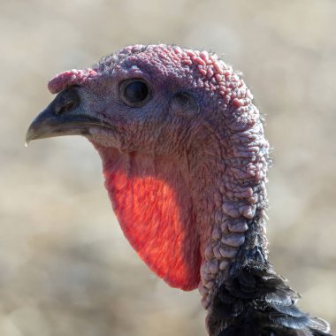 Geniş göğüslü bronz hindi kafası ve boğazı.