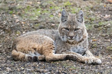 Bobcat Taking a Break from Hunting Rodents.  Mt. Diablo State Park, Contra Costa County, California, USA. clipart