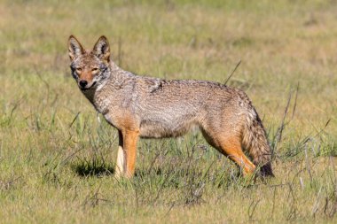 Kameraya bakan Coyote 'yi uyarın. Arastradero Preserve, Santa Clara County, Kaliforniya, ABD.