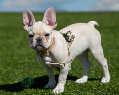 Platinyum Yavru Fransız Kadın Ayakta ve Kameraya Bakıyor. Kuzey Kaliforniya 'da tasmasız köpek parkı.