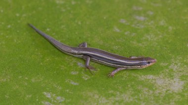 Alert Skilton's Skink on Mossy Floor. Coyote Creek Trail, Santa Clara County, California.