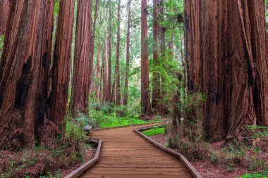 Boardwalk Patikası üzerinden Redwood Ağaçları. Muir Woods Ulusal Anıtı, Marin County, California, ABD.