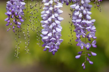 Wisteria Floribunda 'Violacea Plena' çiçek açmış sarmaşığa tırmanıyor.
