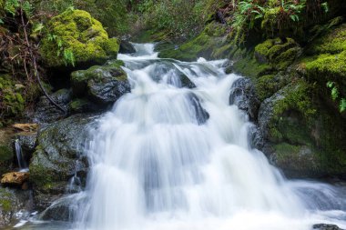Cataract Falls 'da çağlayan şelaleler. Tamalpais Dağı Eyalet Parkı, Marin County, Kaliforniya, ABD.