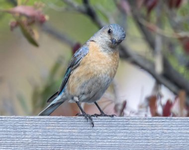 Batı Bluebird 'lü dişi yetişkin çitin üzerine tünemiş. Mountain View, Santa Clara County, Kaliforniya.