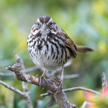 Song Sparrow 'un yetişkinleri alçak çalılara tünemiş. McClellan Çiftlik Koruma Alanı, Santa Clara Bölgesi, Kaliforniya.