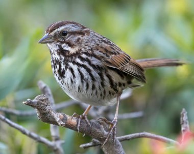 Song Sparrow 'un yetişkinleri alçak çalılara tünemiş. McClellan Çiftlik Koruma Alanı, Santa Clara Bölgesi, Kaliforniya.