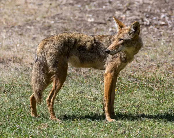 Sıska Çakal yetişkin öğle vakti bir şehir parkında görüldü. Cornelis Bol Park, Palo Alto, Kaliforniya.