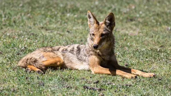 Çakal yetişkin gün ortasında şehir bölgesinde dinleniyor. Cornelis Bol Park, Palo Alto, Kaliforniya.