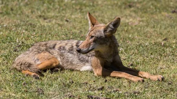 Çakal yetişkin, öğle vakti şehir bölgesinde tetikte bekliyor. Cornelis Bol Park, Palo Alto, Kaliforniya.