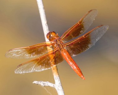 Göletin kenarında dinlenen alev makinası (maytap). Joseph D. Grant County Park, Santa Clara County, Kaliforniya, ABD.