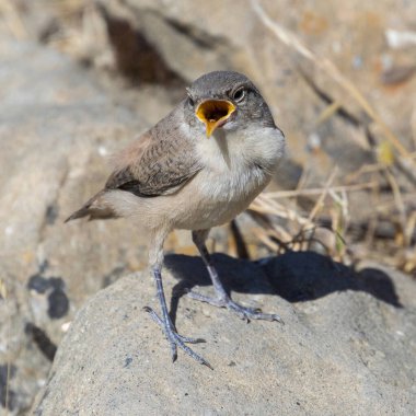 Rock Wren Şarkı Söylüyor Mission Peak Bölgesel Koruma, Alameda County, California.