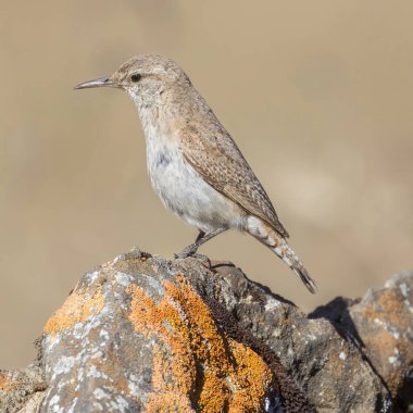 Rock Wren Mission Peak Bölgesel Konservesi 'nde bir kayaya tünemiş, Alameda County, Kaliforniya.