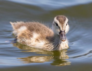 Gadwall duck chick swimming at Palo Alto Baylands, Santa Clara County, California.