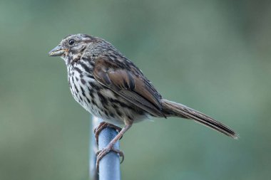 Ağız dolusu Şarkı Serçesi bir kuş yemliğinin tepesine tünemiş. McClellan Çiftlik Koruma Alanı, Santa Clara Bölgesi, Kaliforniya.