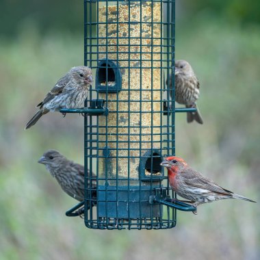 Bir grup ev ispinozu kuş yemliğine saldırıyor. McClellan Çiftlik Koruma Alanı, Santa Clara Bölgesi, Kaliforniya.