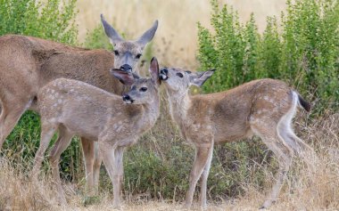 Kara kuyruklu Geyik annesi bağ kurmak için yavru geyik yalıyor. McClellan Çiftlik Parkı, Santa Clara Bölgesi, Kaliforniya.